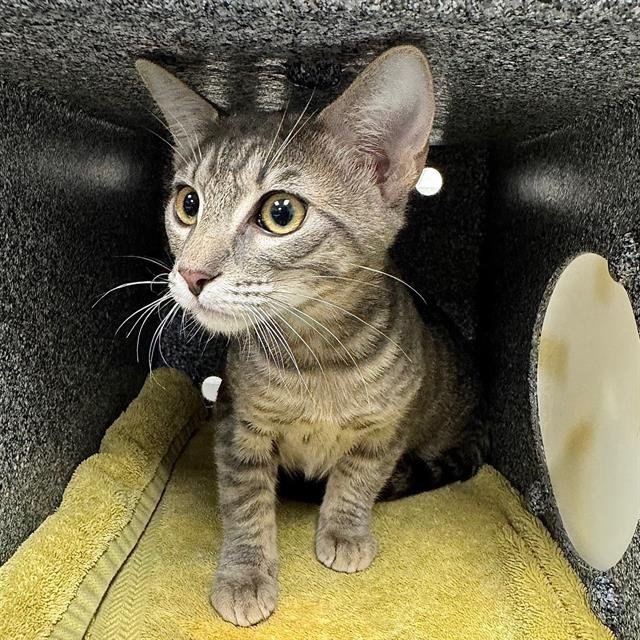 NIKO - Domestic Short Hair available for adoption