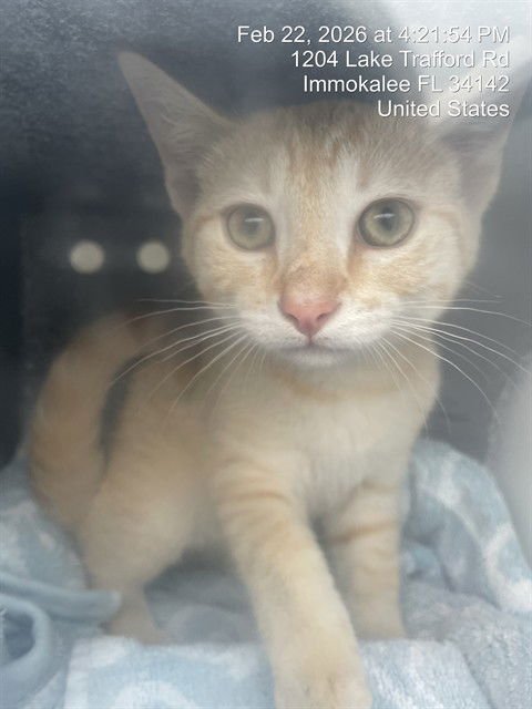 CLEMENTINE - Domestic Short Hair available for adoption