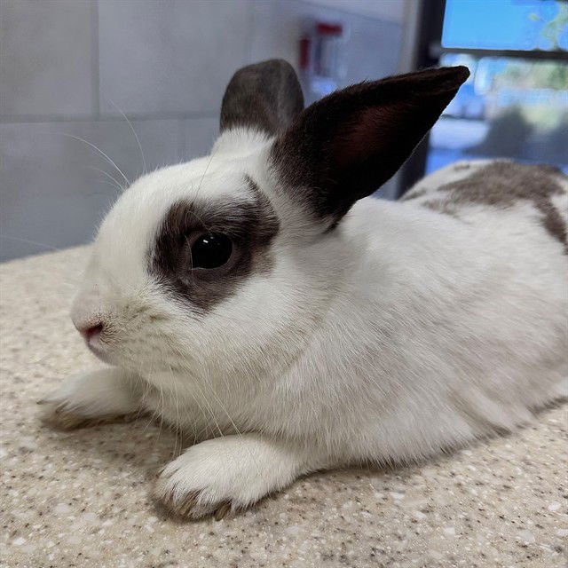BAD BUNNY - Shorthaired Rabbit available for adoption