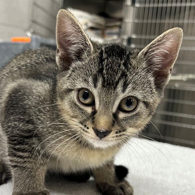 CLARA - Domestic Short Hair available for adoption