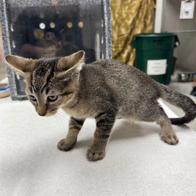 COLTON - Domestic Short Hair available for adoption