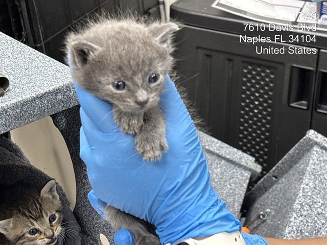 A303269 - Domestic Short Hair available for adoption