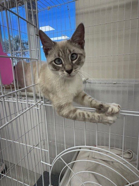 OSCAR - Domestic Short Hair available for adoption