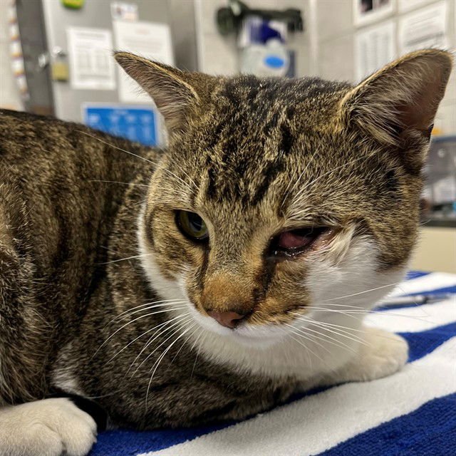 CHEVY - Domestic Short Hair available for adoption