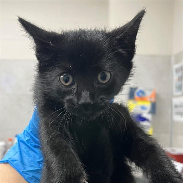 HAN SOLO - Domestic Short Hair available for adoption