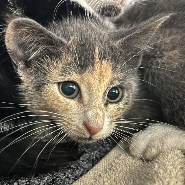 REMI - Domestic Short Hair available for adoption