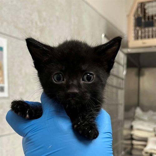 A304002 - Domestic Short Hair available for adoption