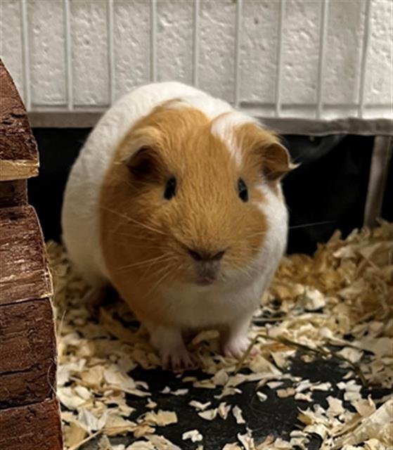 JERRY - Guinea Pig available for adoption