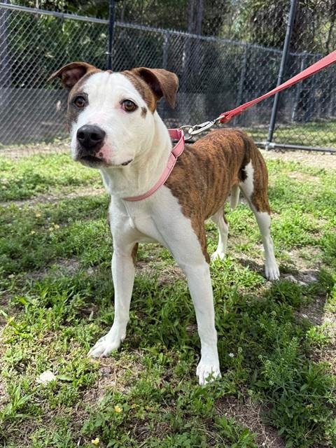 PANGEA - Staffordshire Bull Terrier available for adoption