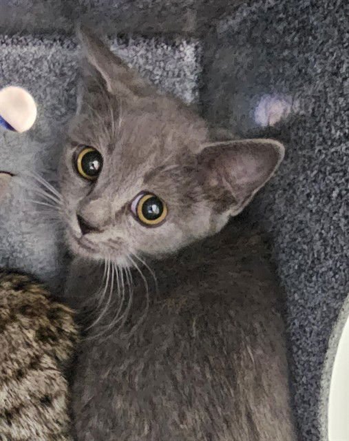 SERENA - Domestic Short Hair available for adoption