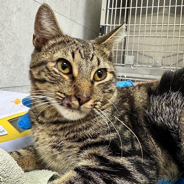 RAMBO - Domestic Short Hair available for adoption