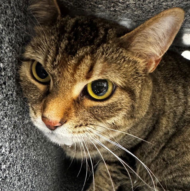 MINAKO - Domestic Short Hair available for adoption