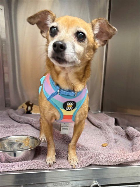 CHARLIE - Chihuahua / Jack Russell Terrier (Parson Russell Terrier) available for adoption