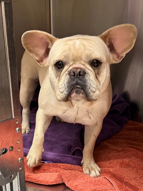 ESTRELLA - French Bulldog available for adoption