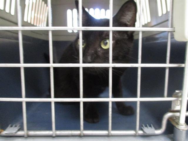 GYPSY - Domestic Short Hair available for adoption