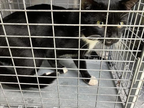 WHISKERS - Domestic Short Hair available for adoption