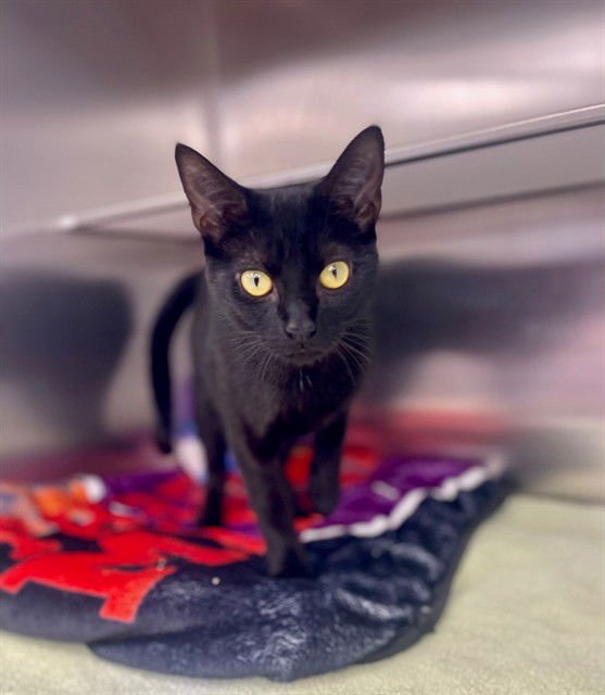 AMETHYST - Domestic Short Hair available for adoption