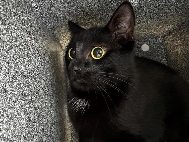 OPAL - Domestic Short Hair available for adoption