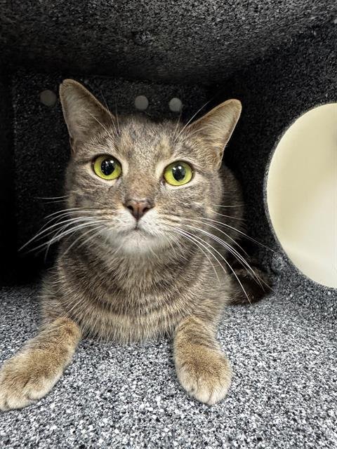 MISU - Domestic Short Hair available for adoption