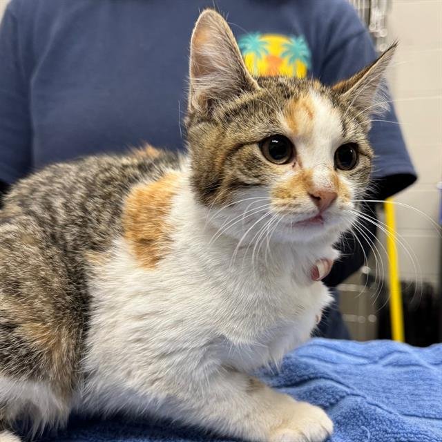 DOROTHY - Domestic Short Hair available for adoption