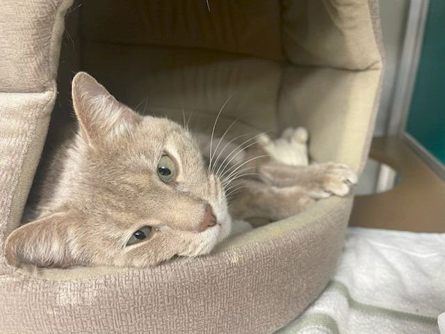 MISS KITTY - Domestic Short Hair available for adoption