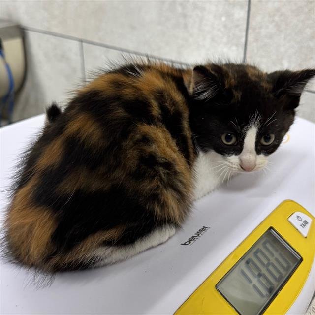 PURRCILLA - Domestic Short Hair available for adoption