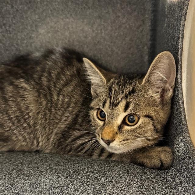 HUNTER - Domestic Short Hair available for adoption