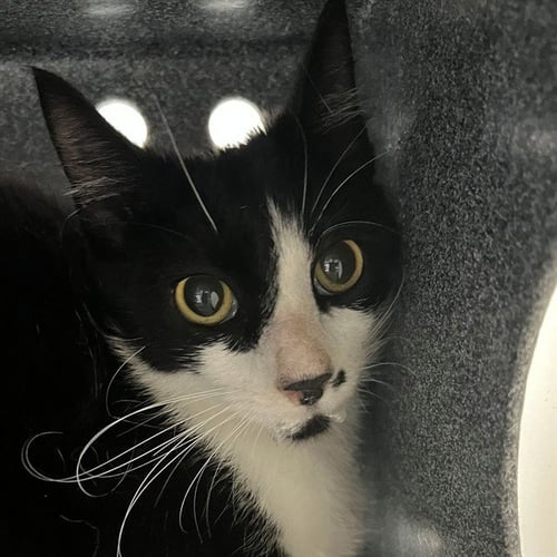 TOOTSIE - Domestic Short Hair available for adoption