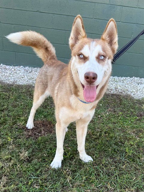 ROWAN - Siberian Husky available for adoption