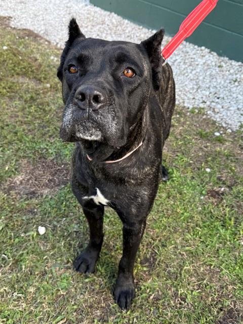 LUMINARA - Cane Corso Mastiff available for adoption