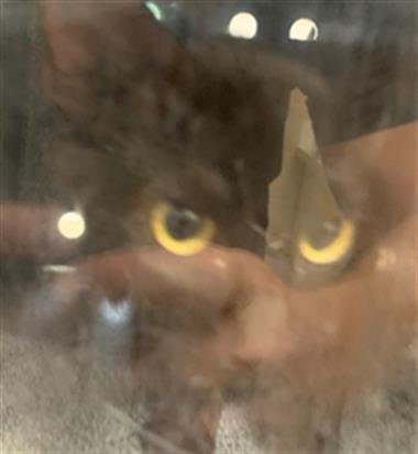 MIDNIGHT - Domestic Short Hair available for adoption