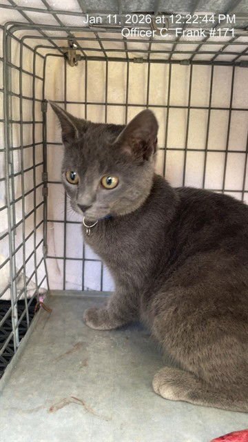 FREYA - Domestic Short Hair available for adoption