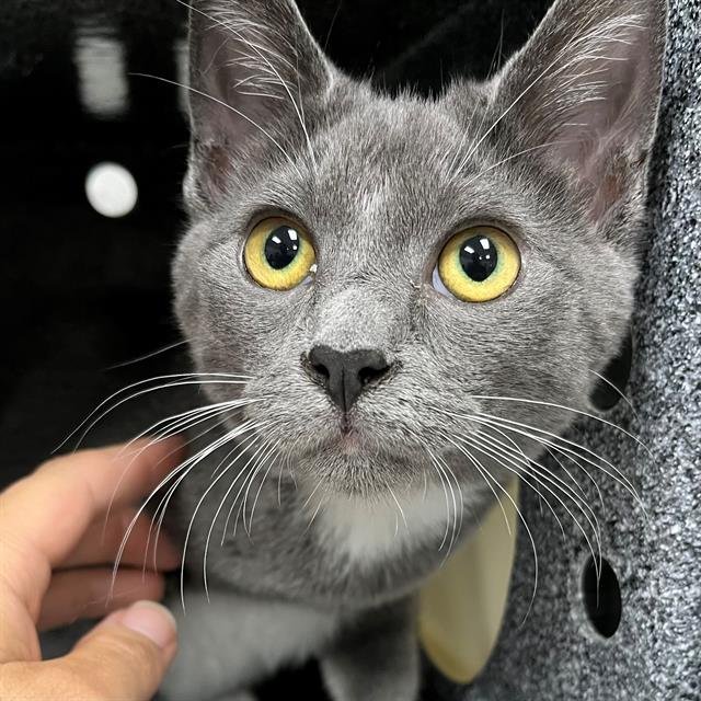 ROSALIA - Domestic Short Hair available for adoption