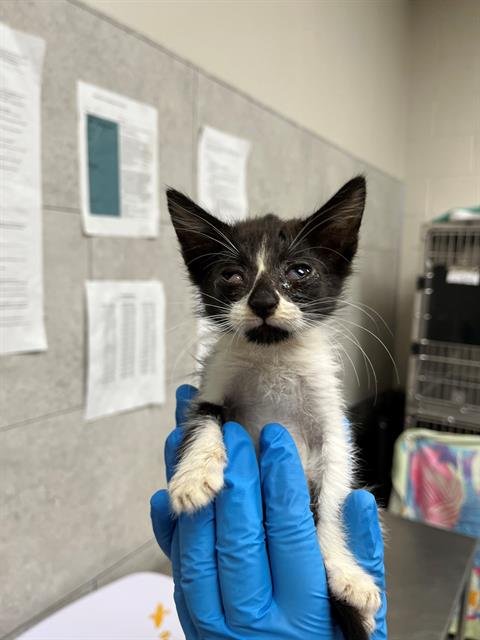 STUART - Domestic Short Hair available for adoption