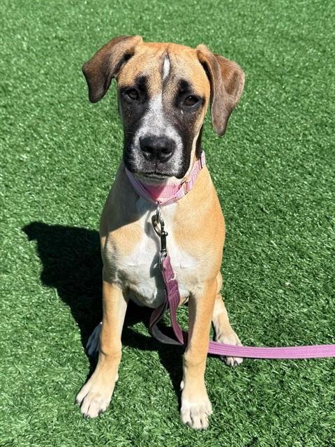 VEGA - Boxer available for adoption