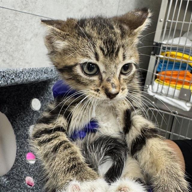 COCOA PUFF - Domestic Short Hair available for adoption