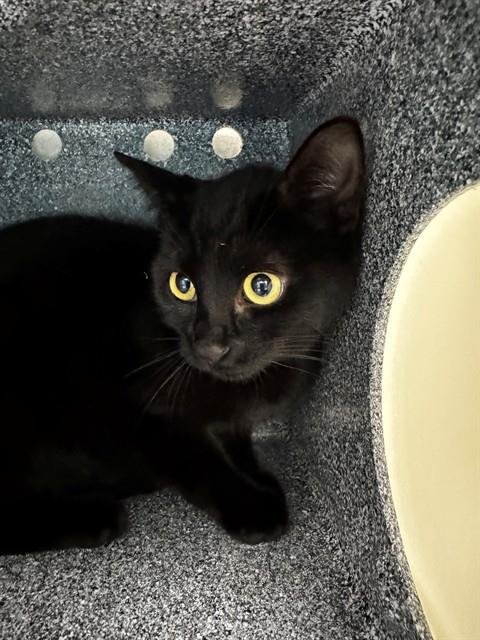 LARISSA - Domestic Short Hair available for adoption