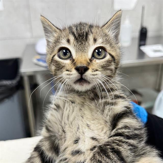 STYLES - Domestic Short Hair available for adoption