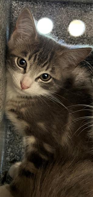 TOFU - Domestic Medium Hair available for adoption