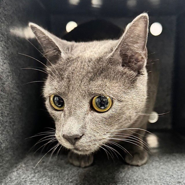 DUKE - Domestic Short Hair available for adoption