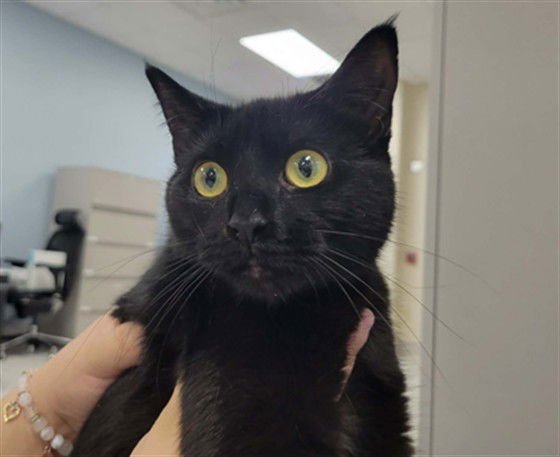 COCOA - Domestic Short Hair available for adoption