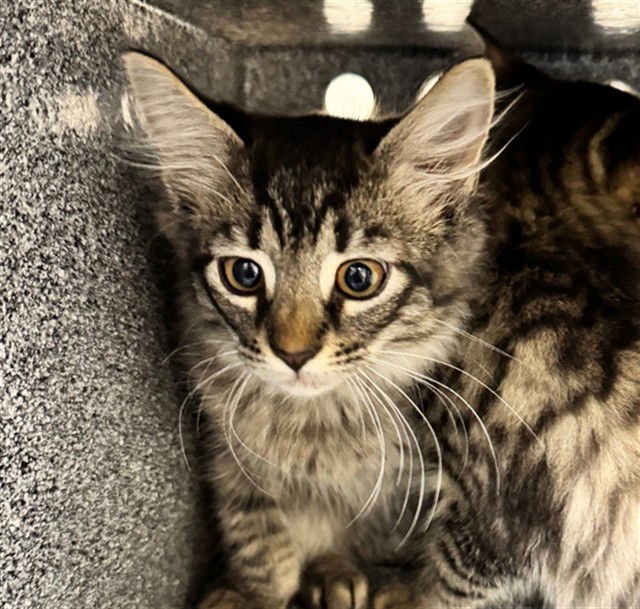 ARBOR - Domestic Short Hair available for adoption