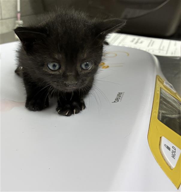 EMBER - Domestic Short Hair available for adoption