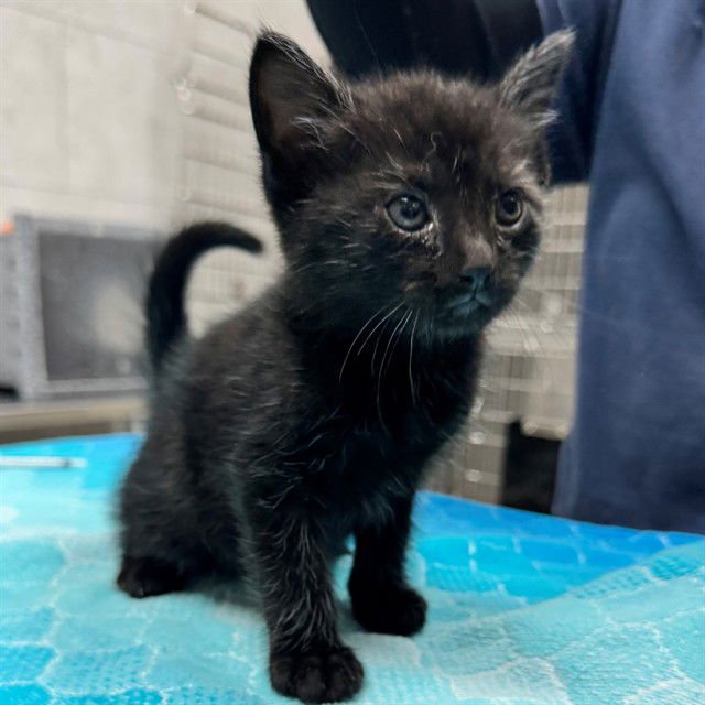 PARKER - Domestic Medium Hair available for adoption