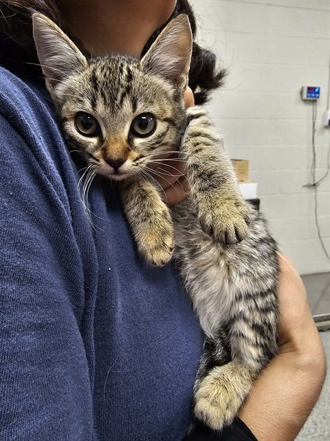 TABATHA - Domestic Short Hair available for adoption