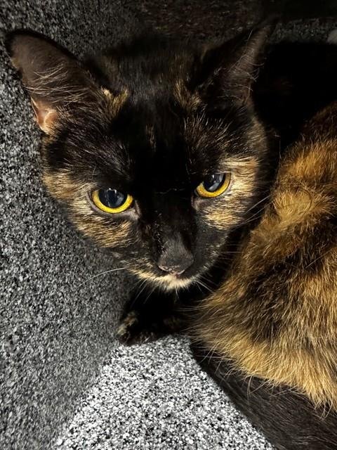 LUNA - Domestic Short Hair available for adoption