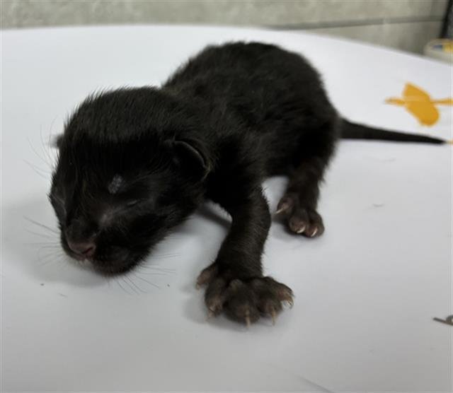 BASHFUL - Domestic Short Hair available for adoption