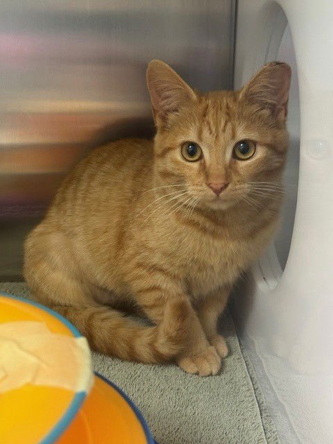 CORAL - Domestic Short Hair available for adoption