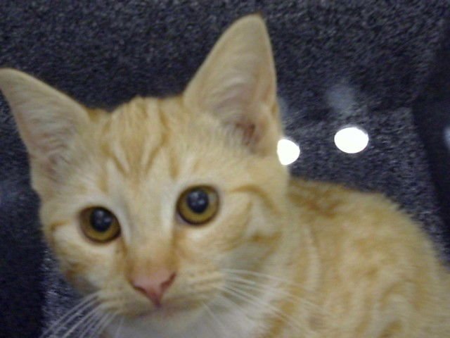 JELLO - Domestic Short Hair available for adoption