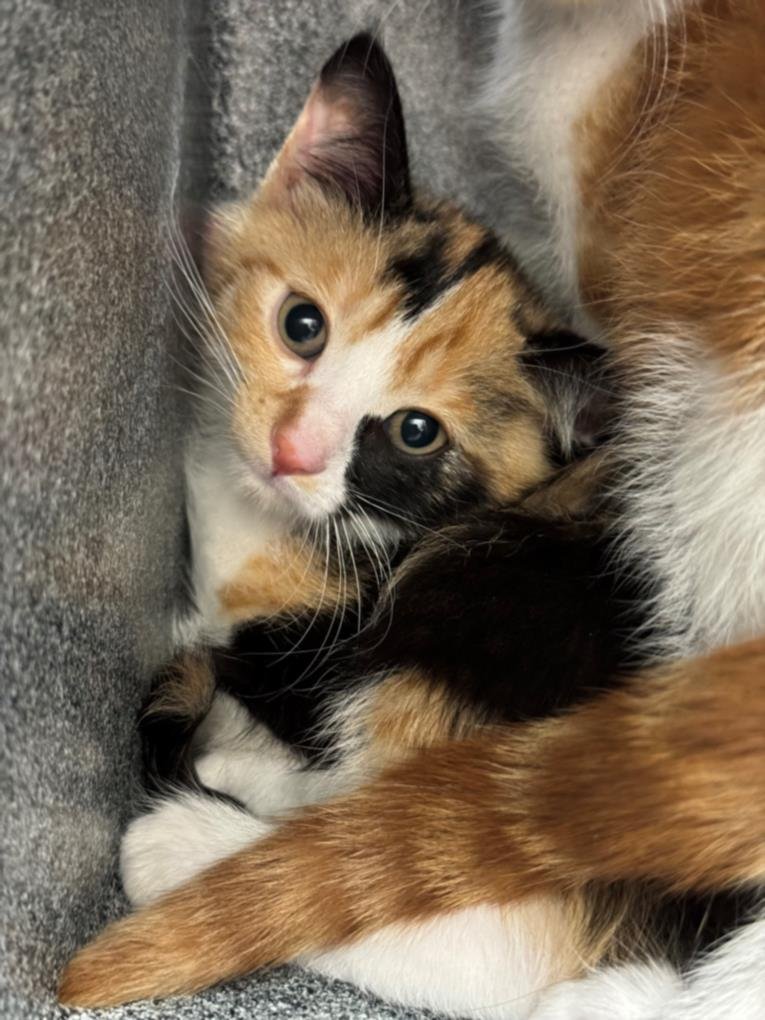 LOLA - Domestic Short Hair available for adoption